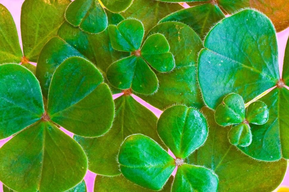 Free Image of Shamrock leaves 