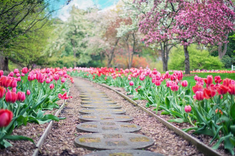 Free Image of Walkway in Tulip Garden  