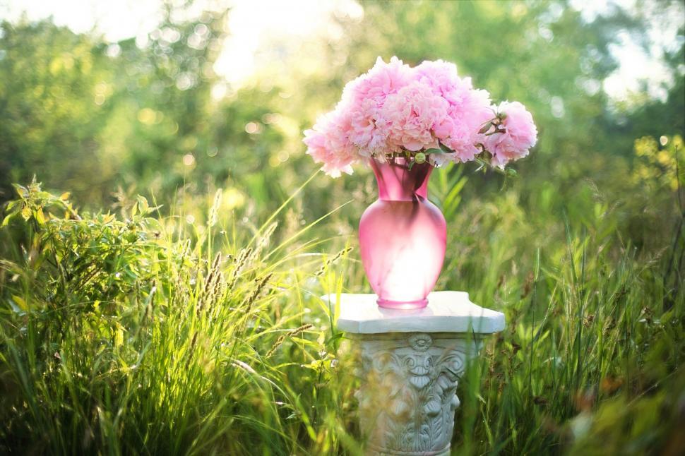 Free Image of Peony Flowers  