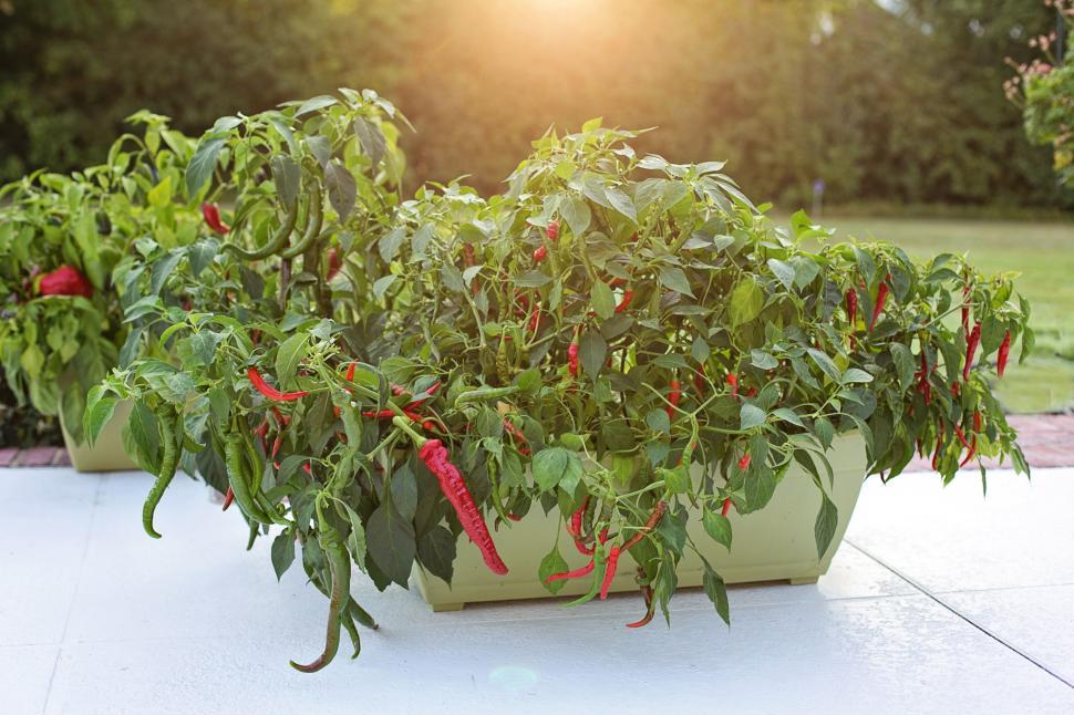 Free Image of Growing Cayenne pepper in Container  