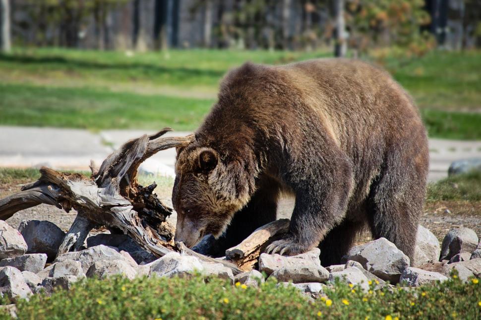 Free Image of Grizzly bear  