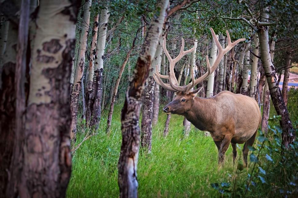Free Image of Elk (Animal)  