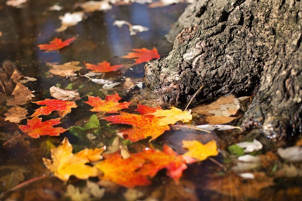 Free Image of Autumn Leaves in Lake  