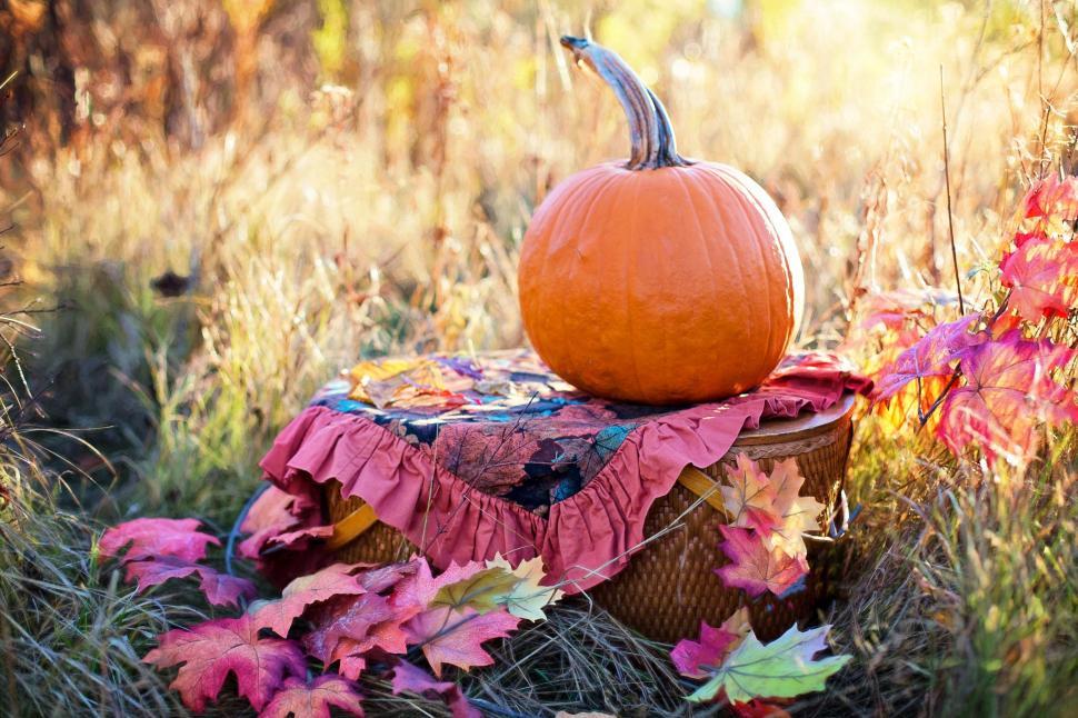 Free Image of Pumpkin and Basket in the meadow  