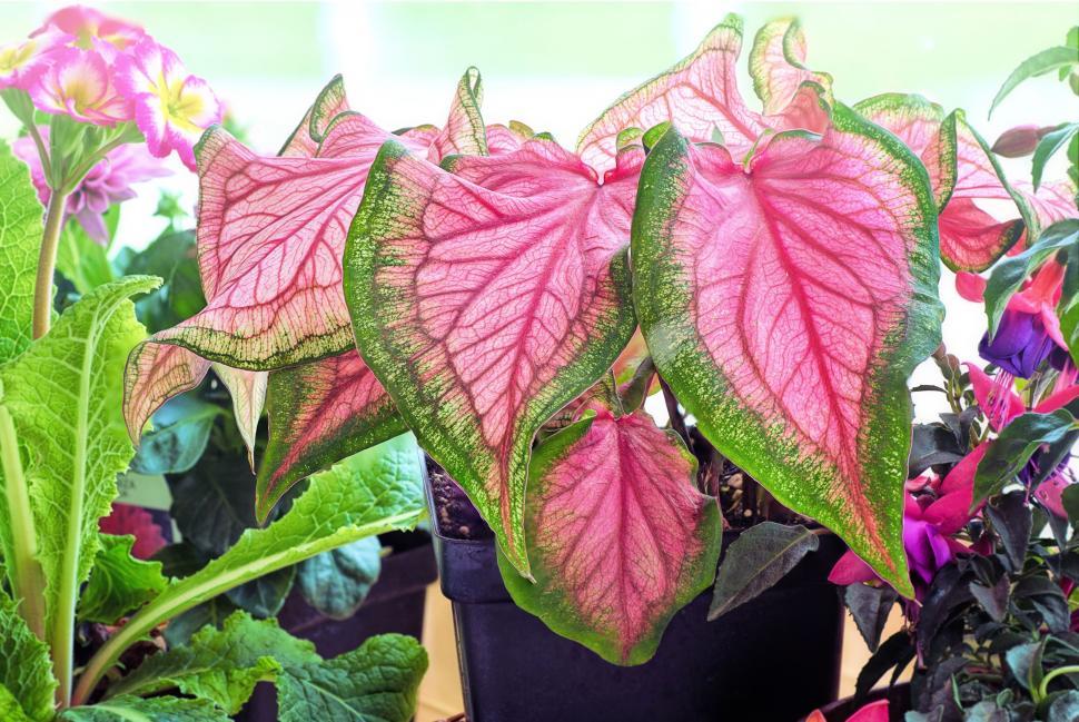 Free Image of Green and Pink Leaves  
