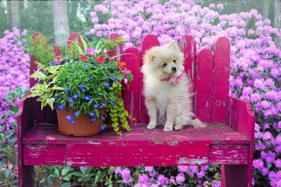 Free Image of Dog and Plant on Pink Table  
