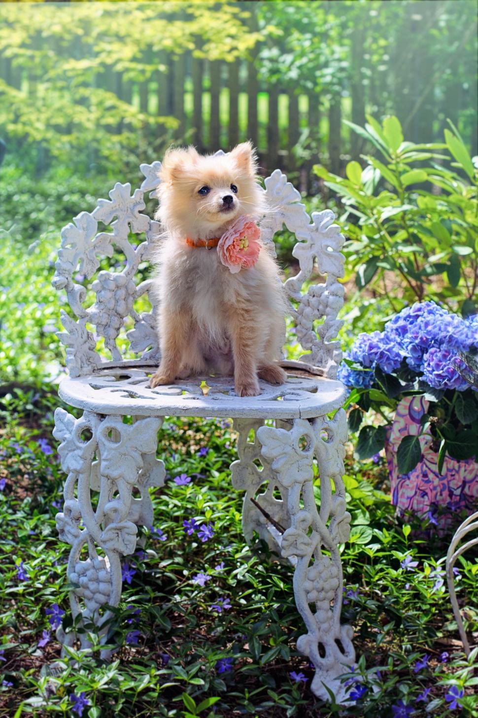 Free Image of Dog and Chair  