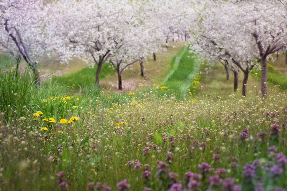 Free Image of Cherry Blossom Trees 