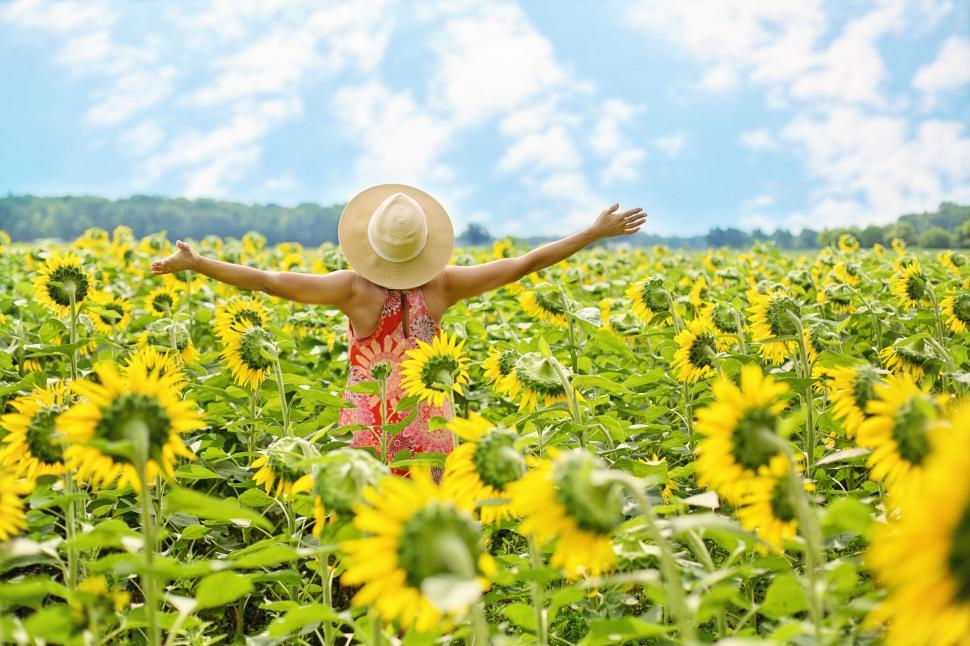 Free Image of Back View of Woman in Sunflower Field  