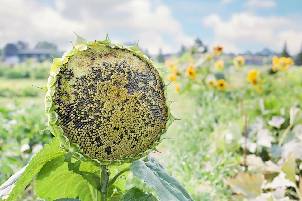 Free Image of Sunflower - Macro  