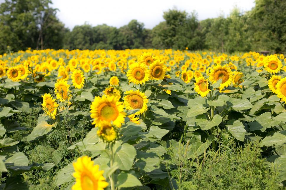 Free Image of Sunflowers 