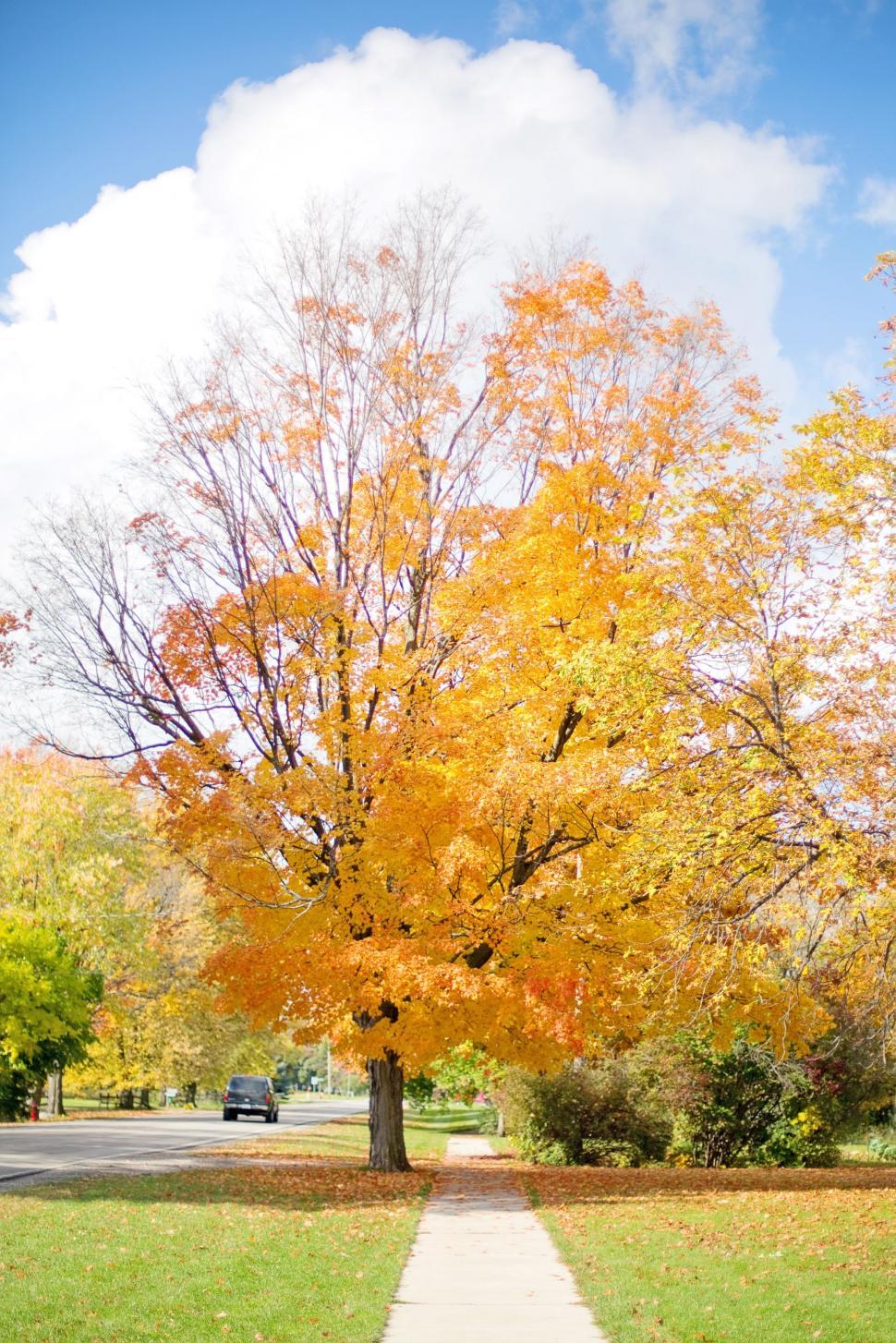 Free Image of Autumn Trees and Car  