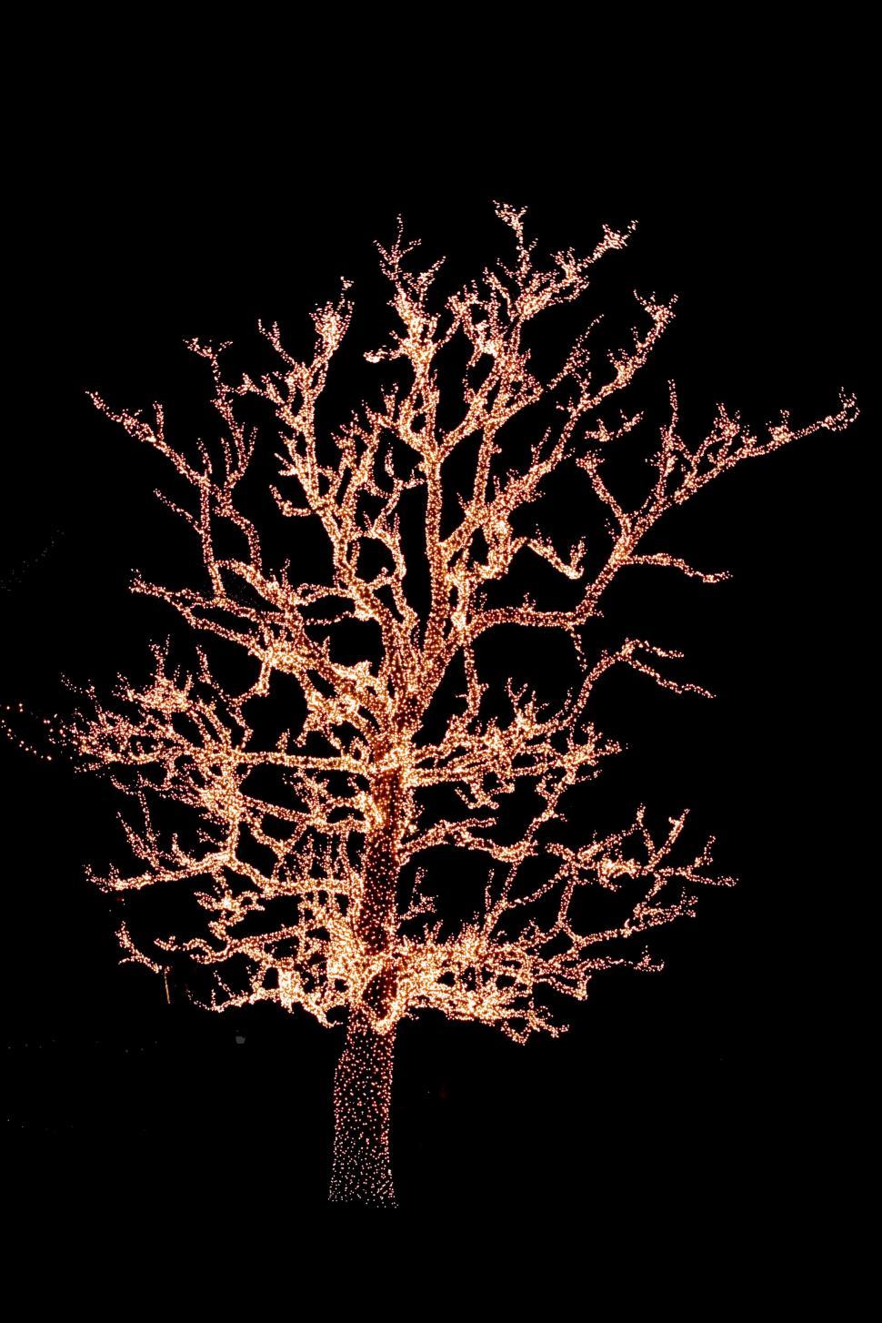 Free Image of Christmas tree with lights 