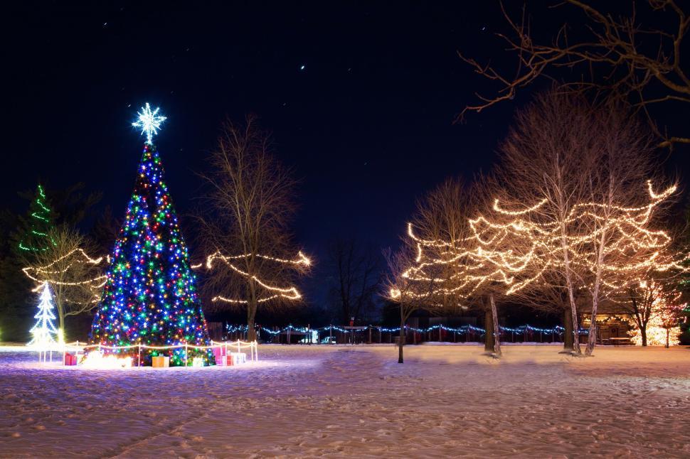 Free Image of Trees with Christmas Lights  