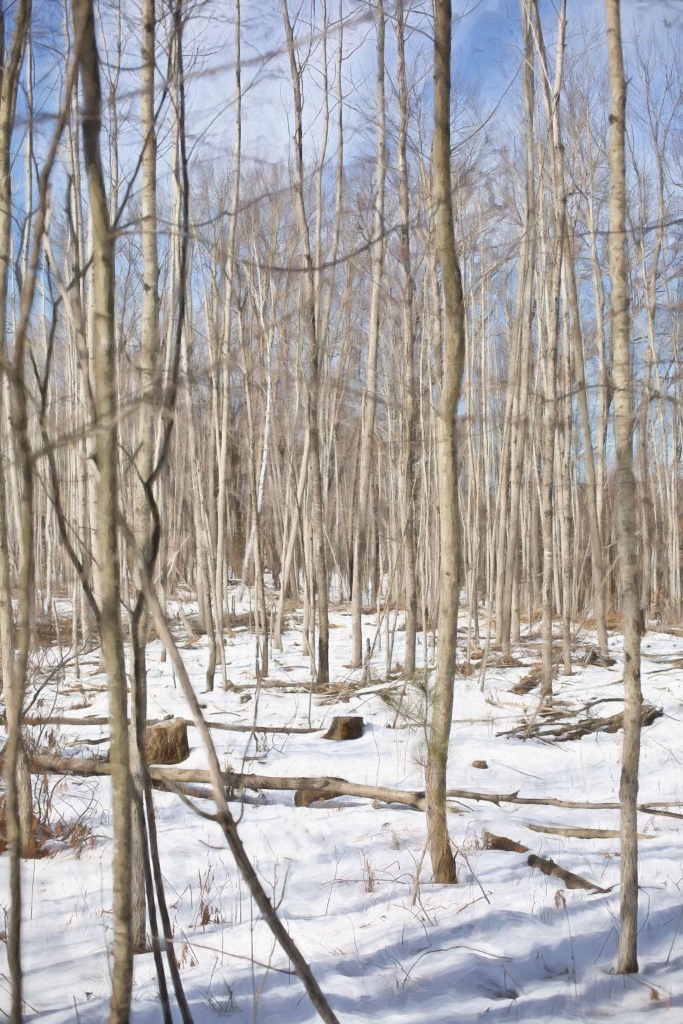 Free Image of Birch Trees in Winter  