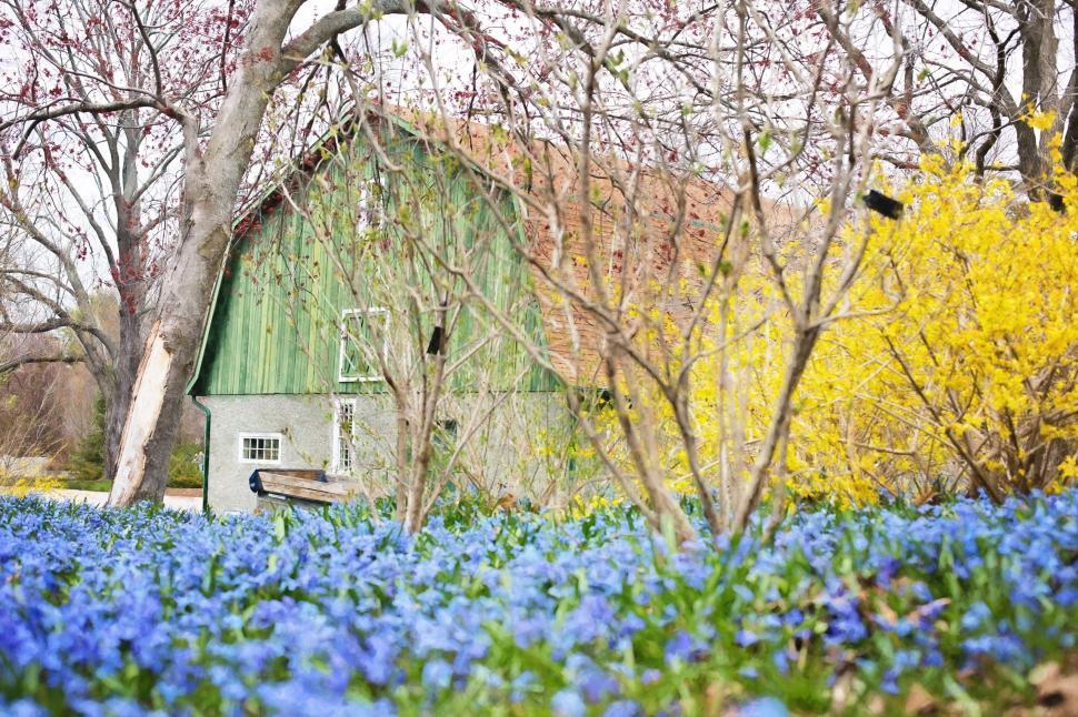 Free Image of Barn and Forsythia flowers 