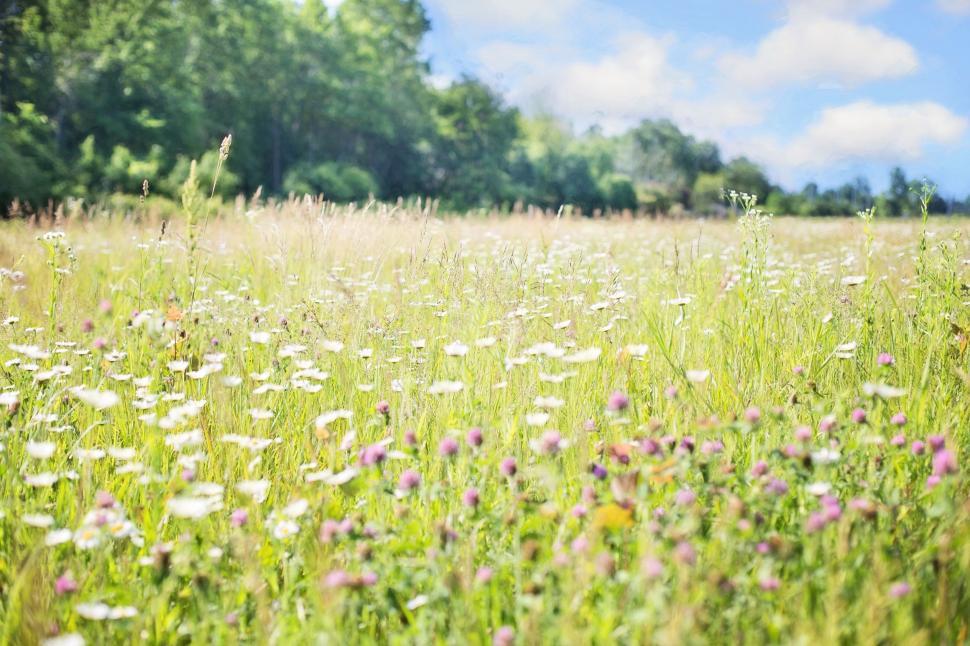 Free Image of Wildflowers Field  