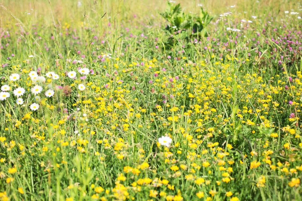Free Image of Wildflowers  