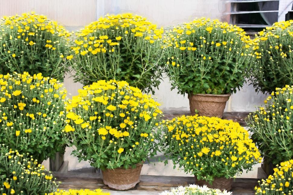 Free Image of Chrysanthemum flowers 