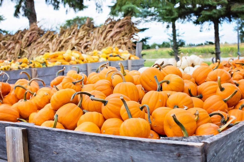 Free Image of Pile of Pumpkins  