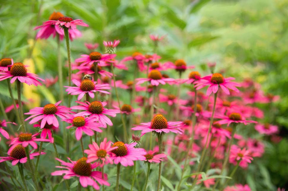 Free Image of Pink daisies 