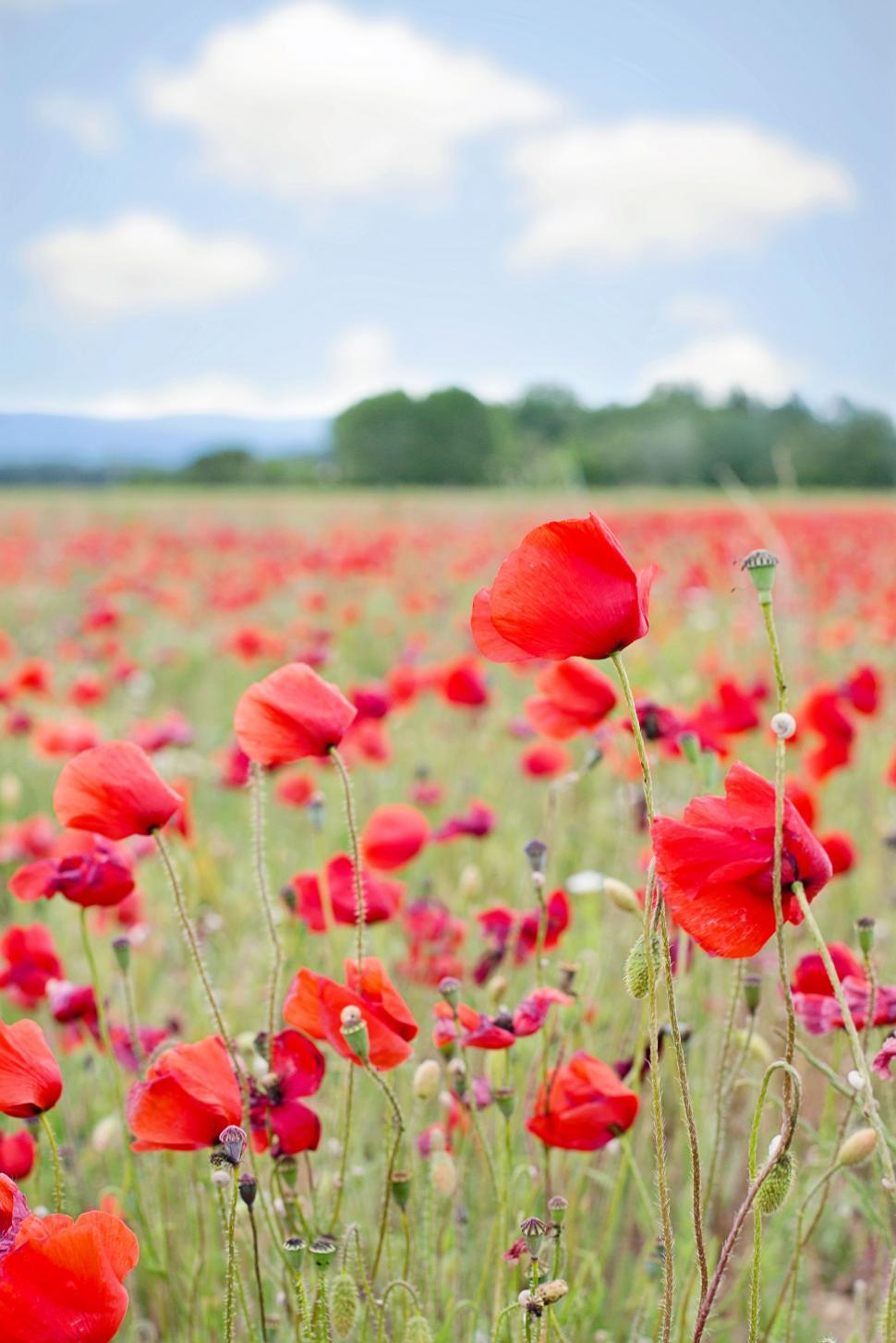 Free Image of Red Flowers  