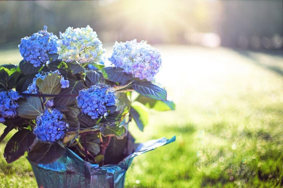 Free Image of Hydrangea Flowers 