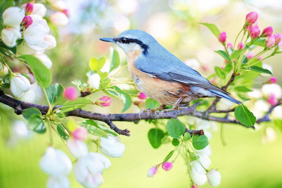 Free Image of Spring bird 