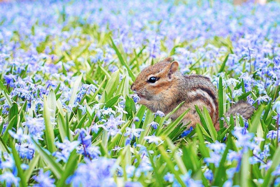 Free Image of Chipmunk and flowers 