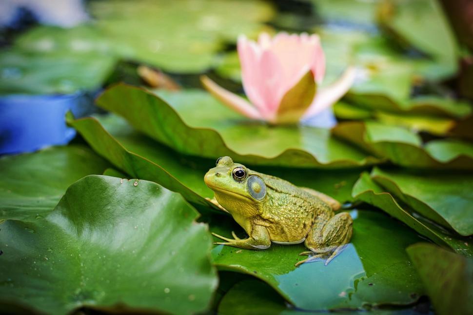 Free Image of Bullfrog and pink lily flower 