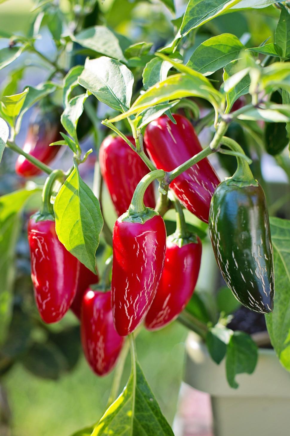 Free Image of Jalapeno pepper plant  