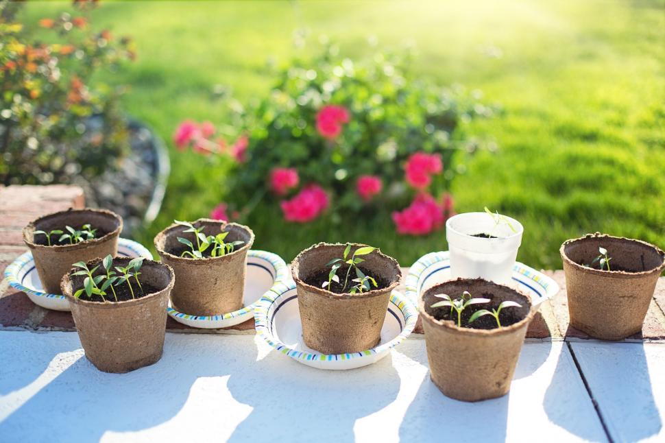 Free Image of Pepper Plants  