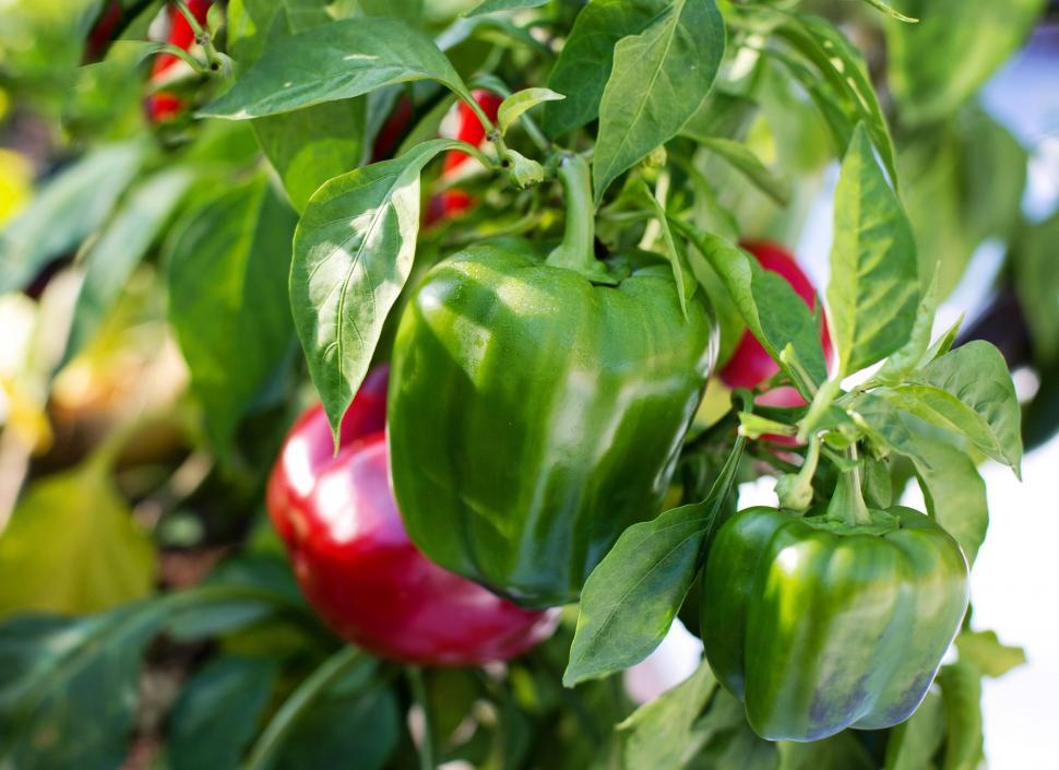 Free Image of Bell peppers 