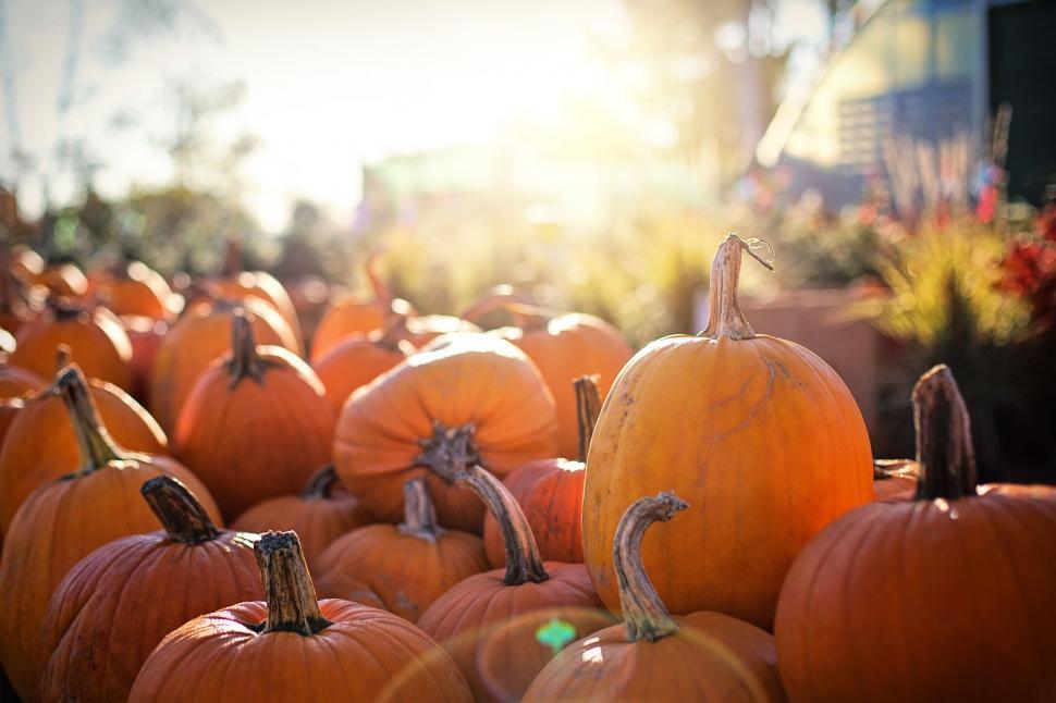 Free Image of Orange Pumpkins 