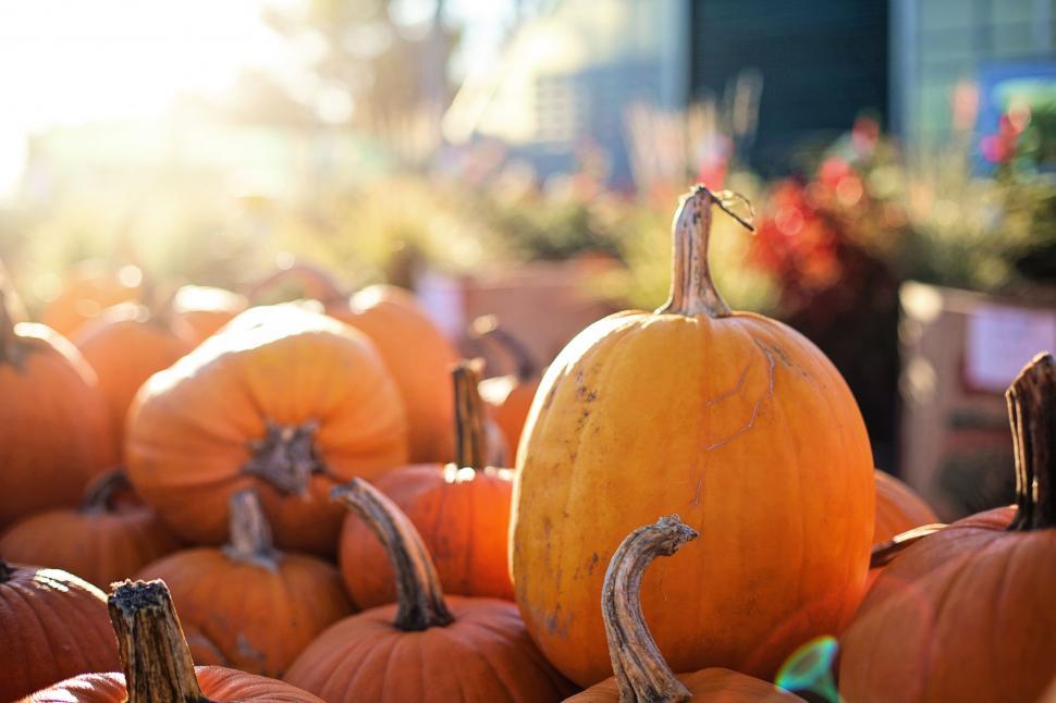 Free Image of Pumpkins in Market 