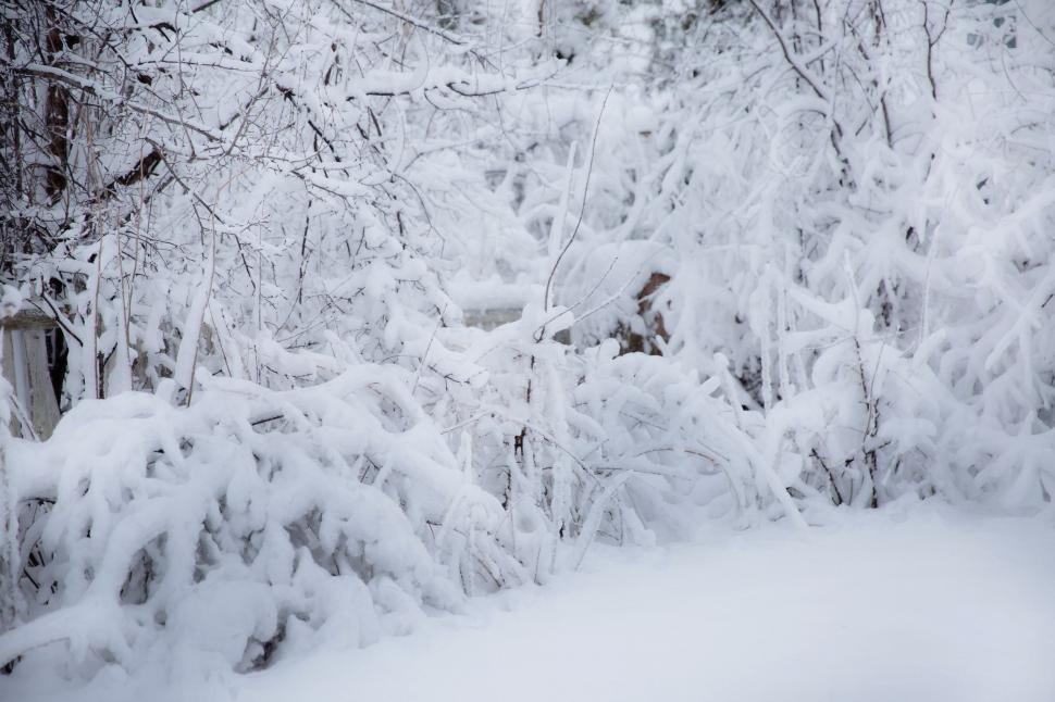 Free Image of Frozen Trees  