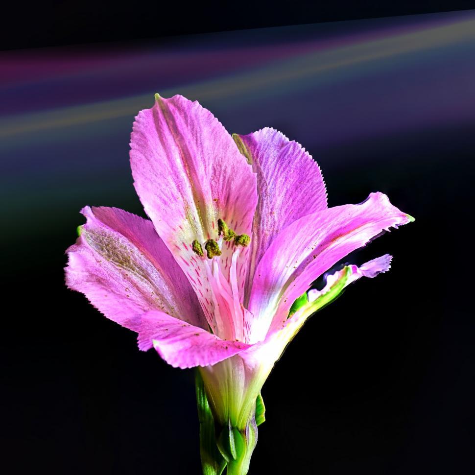 Free Image of Pink Flower 