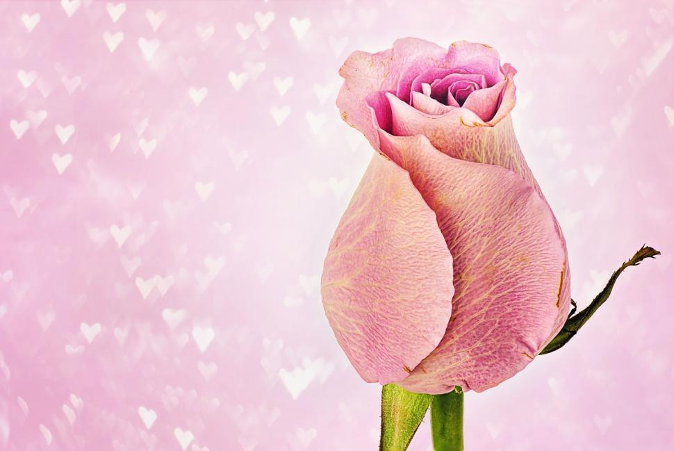 Free Image of Pink Rose - Macro  