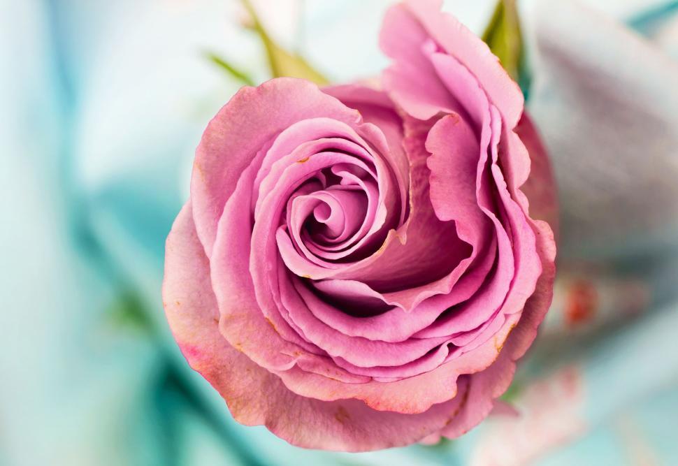 Free Image of Pink Rose 