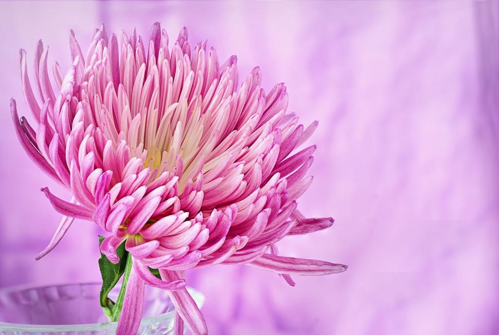 Free Image of Pink Daisy Flower 