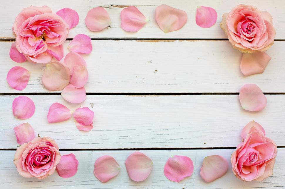 Free Image of Rose Flowers - Frame 