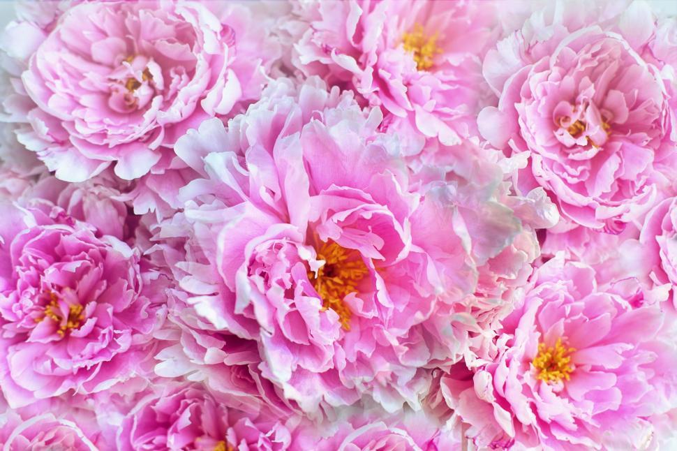 Free Image of Pink peonies 