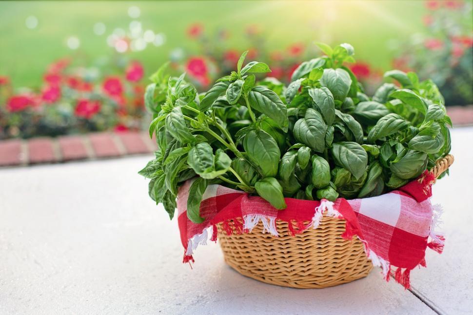 Free Image of Sweet basil 
