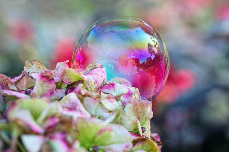 Free Image of Soap Bubble  