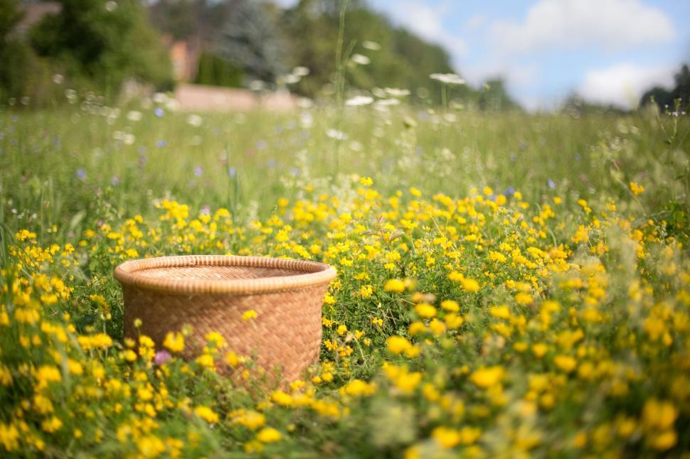 Free Image of Wicker Basket in the meadow 