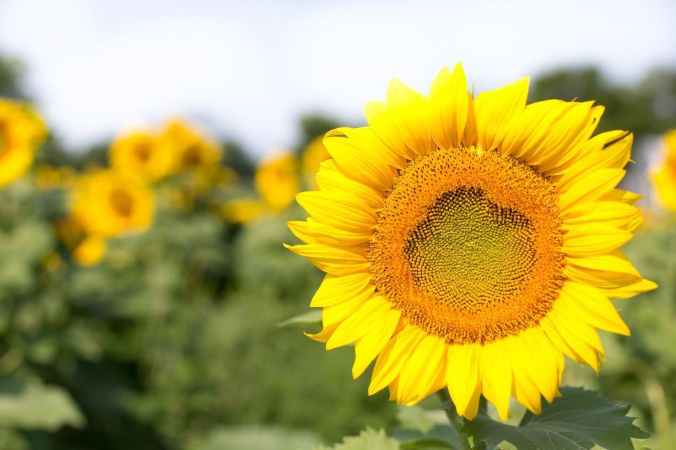 Free Image of Sunflower 