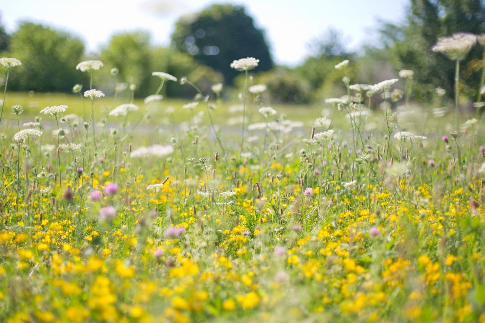Free Image of Yellow Wildflowers  