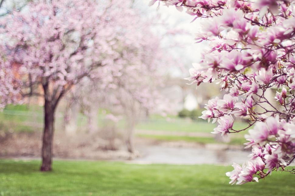 Free Image of Pink magnolia flowers  