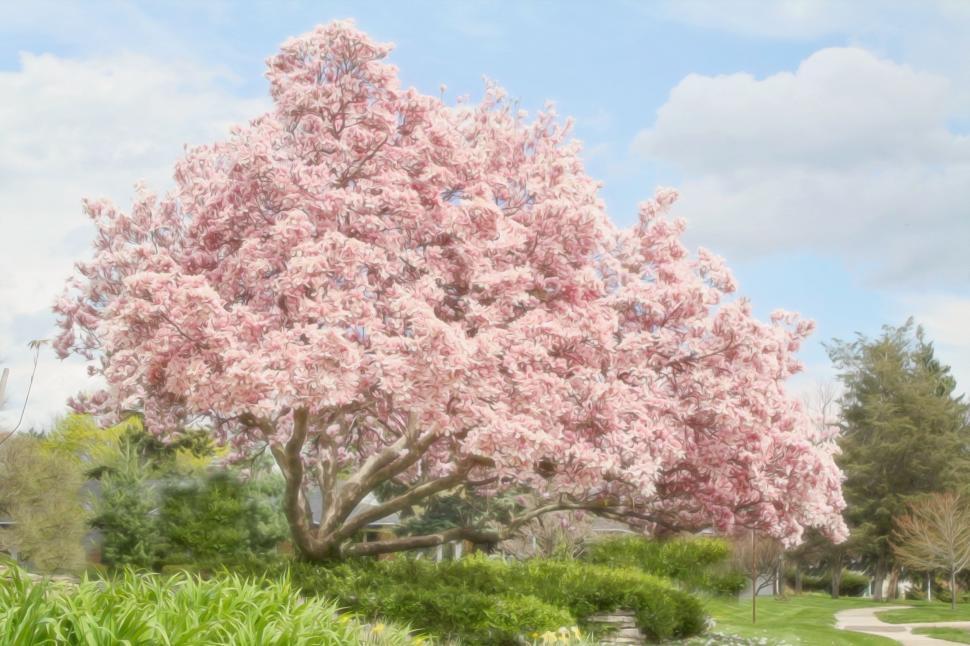 Free Image of Magnolia tree and blue sky  