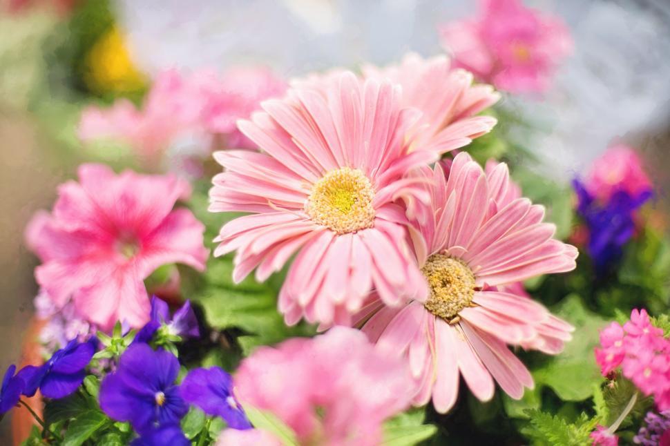 Free Image of Spring Flowers  